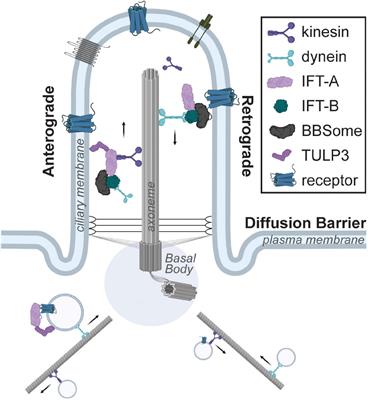 Primary Cilia Are Critical Regulators of White Adipose Tissue Expansion